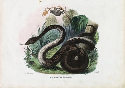 Boa constrictor, 1863-79 da Raimundo Petraroja